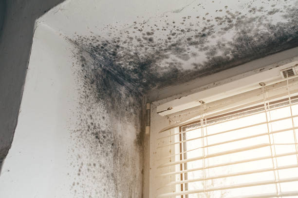 Affordable Mold Remediation solutions in Berwyn, PA