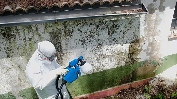 Trusted Mold Remediation service in Berwyn, PA - Cheap Mold Removal